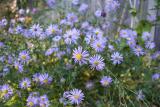 Late Purple Aster