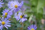 Aster patens-Late Purple Aster