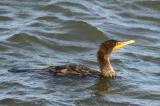 Double-crested Cormorant