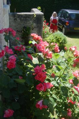 roses by the entrance