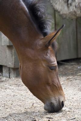 horse profile