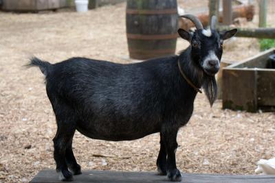 billy goat on a bench