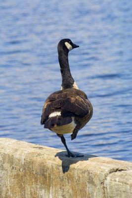 balanced goose