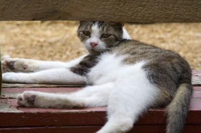 barn cat two