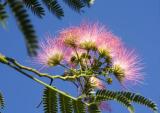 tree blossom in august