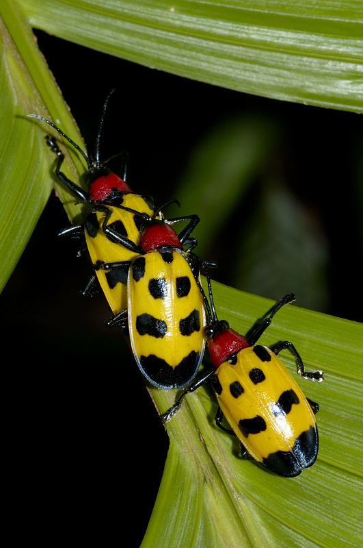 Chrysomelid Beetles, Costa Rica