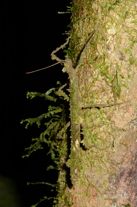 Moss Mimic Walking Stick, Costa Rica
