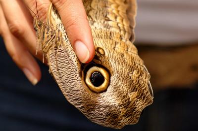 Caligo (Owl) butterfly