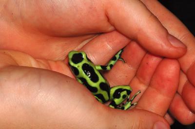Green and Black Poison Frog, Selva Verde