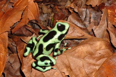 Green and Black Poison Frog
