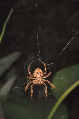BIG spider