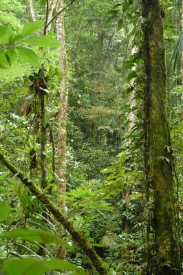 Primary rainforest, Selva Verde