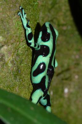 G and B Poison Frog w/ Tadpole on back!