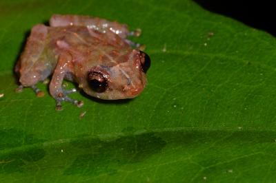 Common Tink Frog, Selva Verde