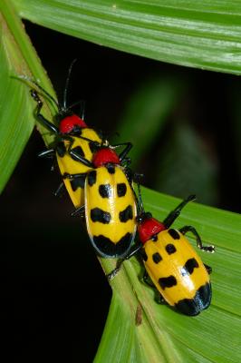 Chrysomelid beetles