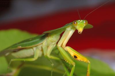 Leaf mimick praying mantis
