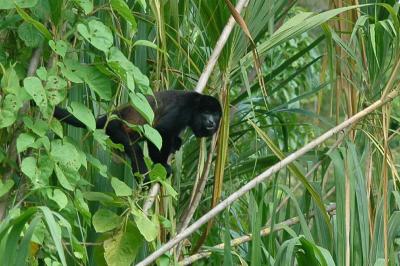 Howler Monkey, near Monteverde