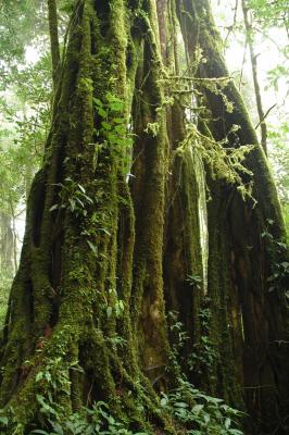 Monteverde tree