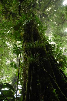 Righteous old cloud forest tree