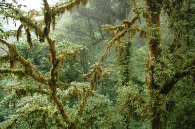 Moss, lichen, epiphyte draped trees
