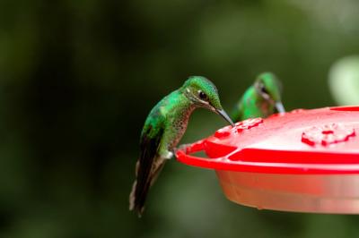 Monteverde Hummingbird Feeders