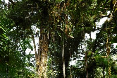 Cloud forest w epiphytes, vines