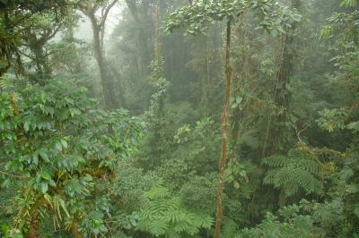 Cloud Forest, Monteverde
