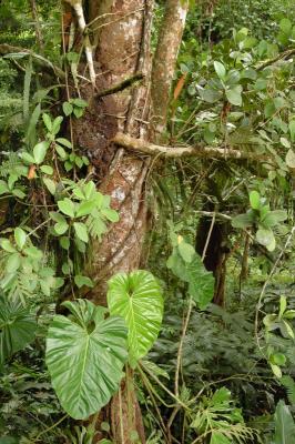 Primary Rainforest, Selva Verde