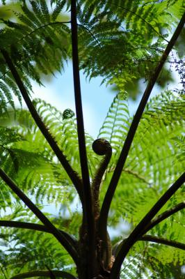 Tree Fern, El Yunque National Forest