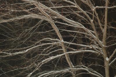 Night Trees in snowstorm