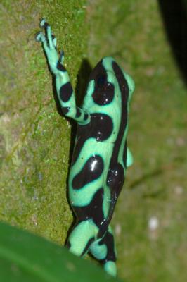 Male carrying tadpole