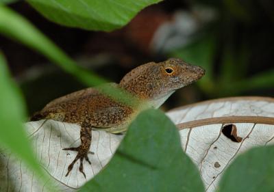 Brown Anole, El Yunque National Forest