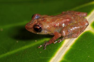 Tink Frog, Costa Rica