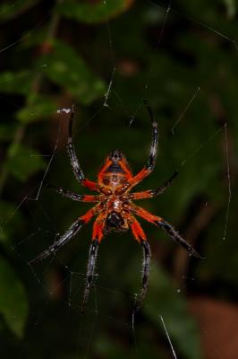 Big spider, Costa Rica