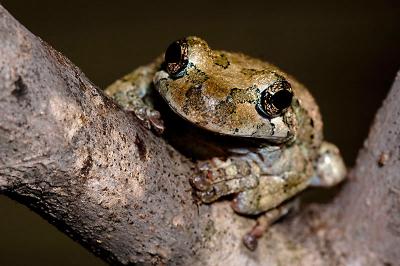 Gray Treefrog on branch