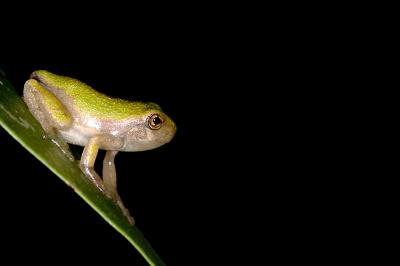 Northern Grey Treefrog, juvenile