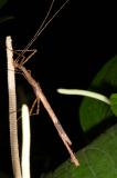 Stick insect