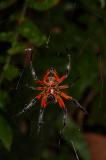 Spider, Selva Verde