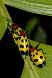 Chrysomelid Beetles, Costa Rica