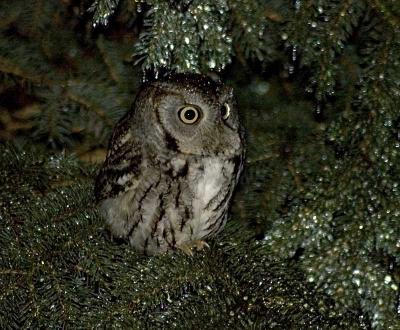 wildlife