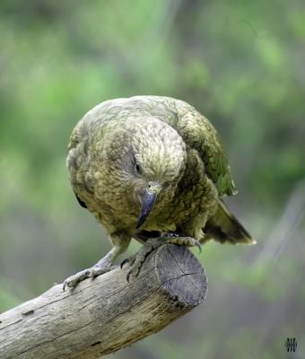 Kea