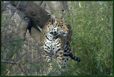 Jaguar