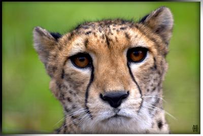 Gepard