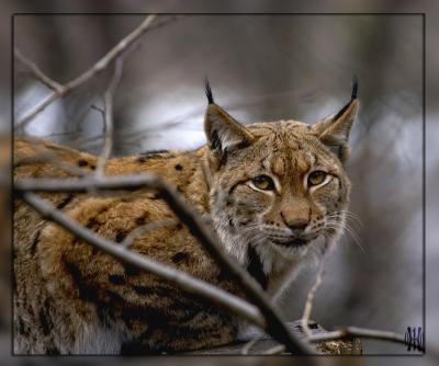 Luchs