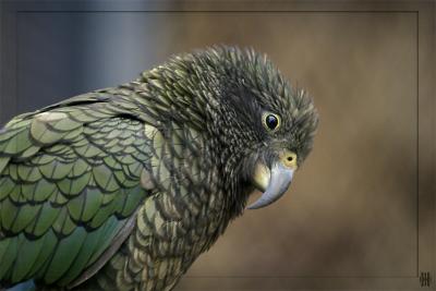 KeA