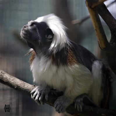 Monkey2
