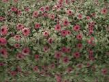 Floraphorationism