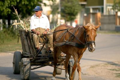 horse carriage.jpg