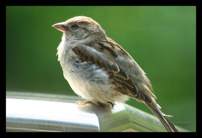 little sparrow
