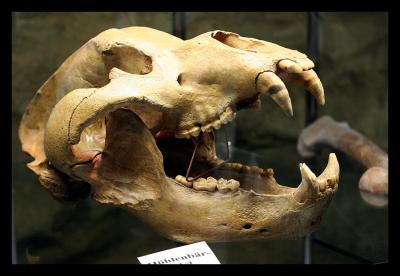 skull of a cave bear